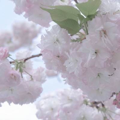 堆龙德庆福瑞交流群